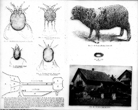 30785-sheep-scab