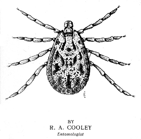 30792-rm-spotted-fever-tic