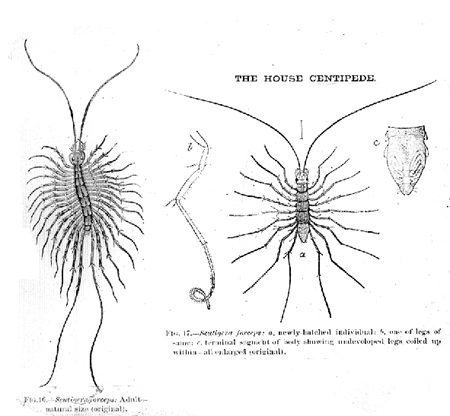 30808-house-centipede