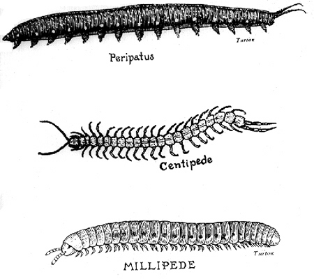 30834-centipede,-millipede