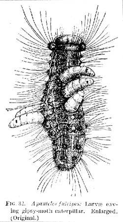 30950-gypsy-moth-catapilla