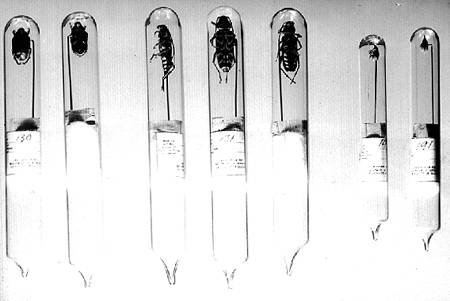 31150-insect-mounting-meth