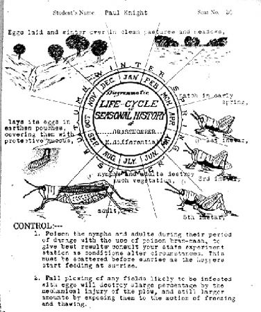 31188-life-cycle-grasshopp