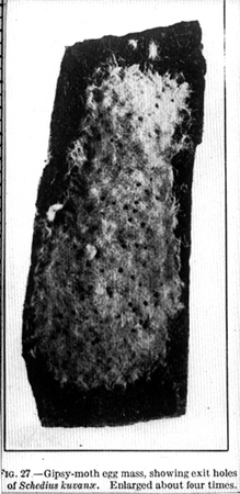 31375-gypsy-moth-egg-mass