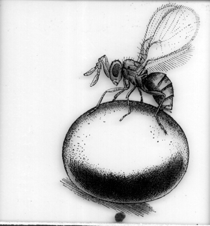 31379-egg-parasite