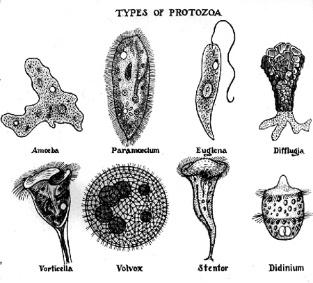 32712-protazoa