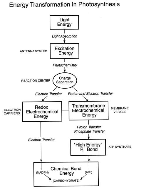 photosynthesis trapping energy concept map The Paper photosynthesis trapping energy concept map