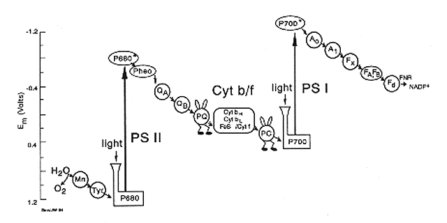 plantlike photosynthesis that releases o2 occurs in