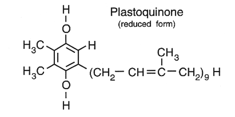 What Is the formula for photosynthesis?