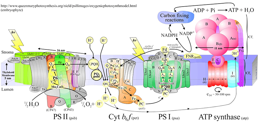 Nield proteins