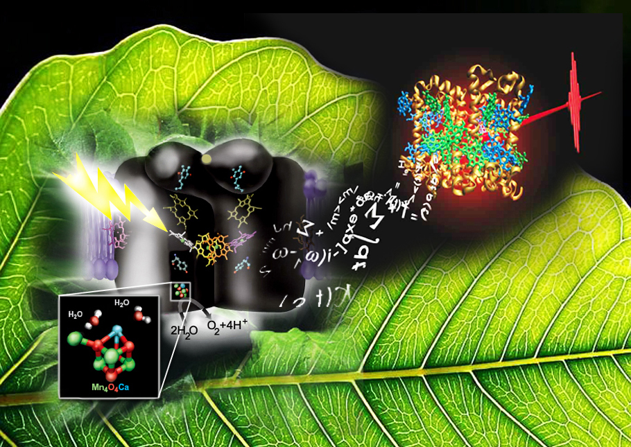 Photosynthesis Web Resources - Subject Sites Photosynthesis Web Resources - Subject Sites