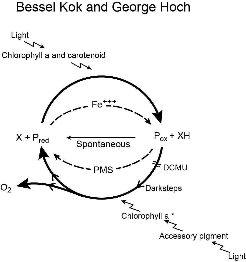 Scheme by Bessel Kok and George Hoch