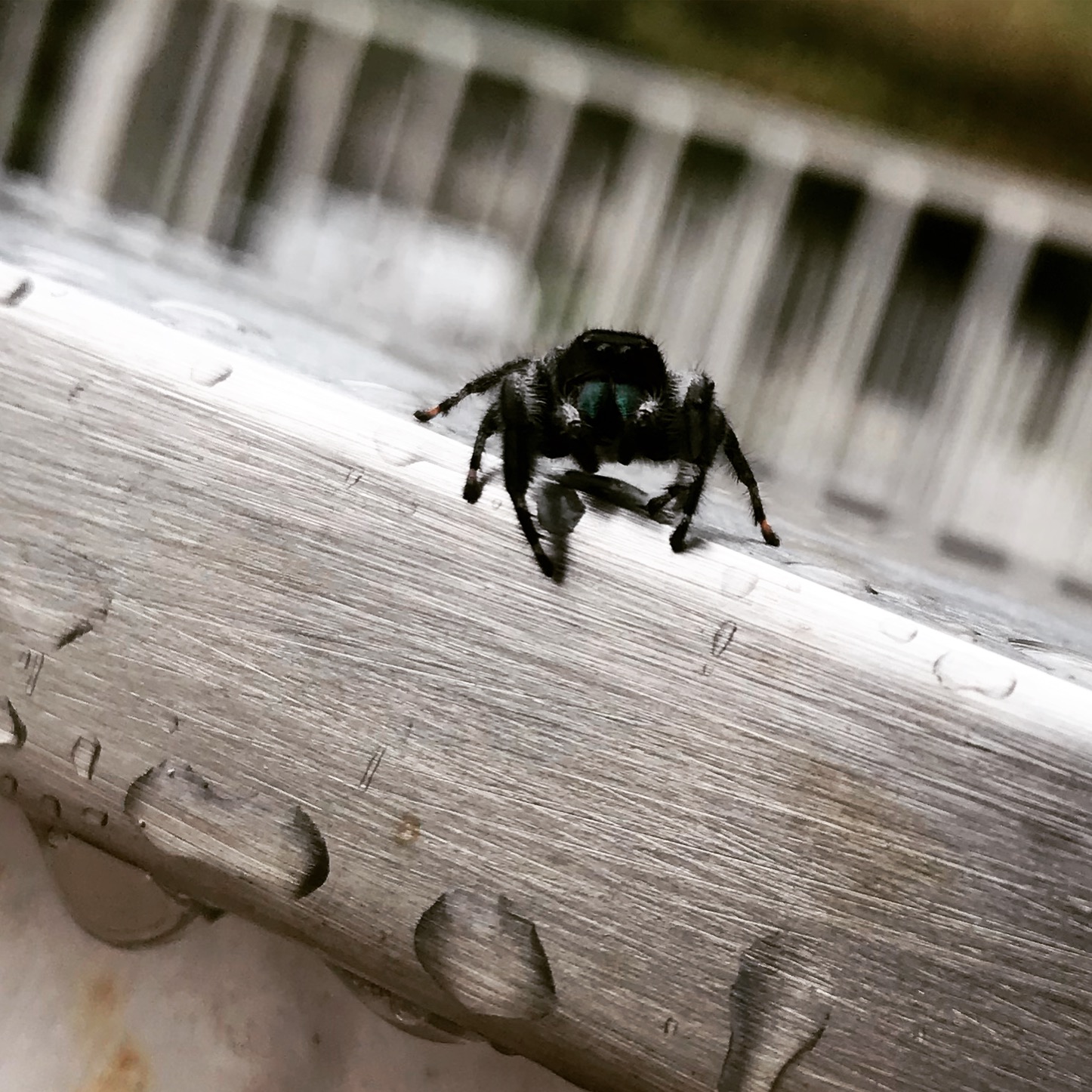 We found the cutest spider on the stairs