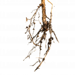 Roots1