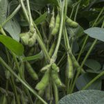 soybean.KBS_.LTER_.2366.2