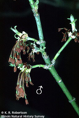 [FMP-field: image]