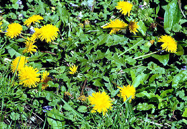 [FMP-field: image]