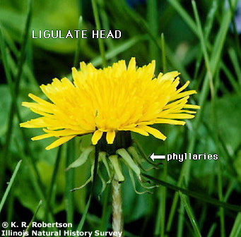[FMP-field: image]