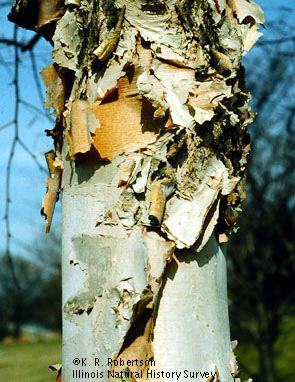 [FMP-field: image]
