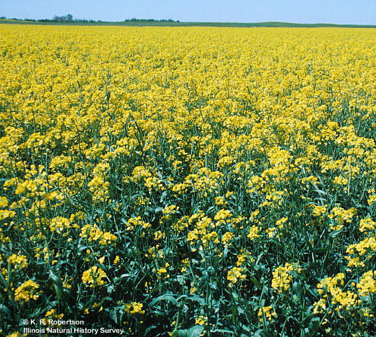 [FMP-field: image]