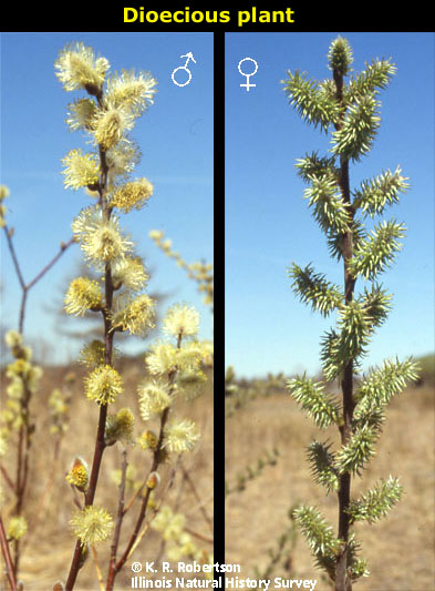 [FMP-field: image]