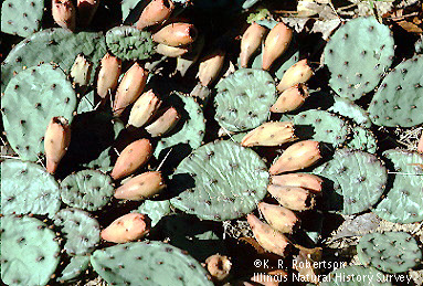 [FMP-field: image]