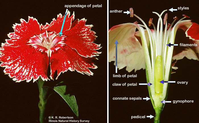 Digital Flowers carnation floral diagram 