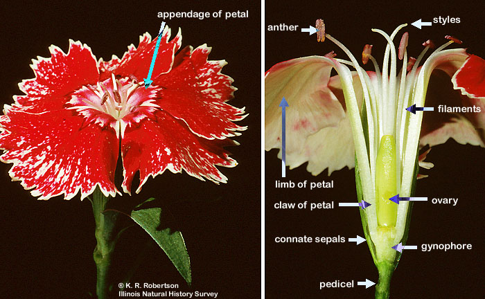 Lophopterys inpana. a. Flowering branch, 0.5. b. Distal portion of