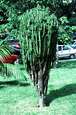[FMP-field: image]