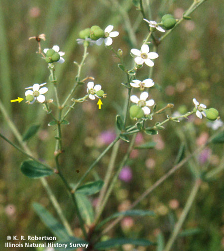 [FMP-field: image]