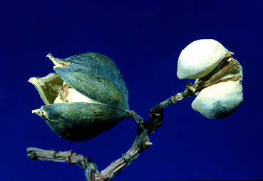 [FMP-field: image]