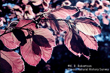 [FMP-field: image]
