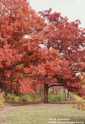 [FMP-field: image]