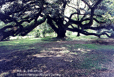 [FMP-field: image]