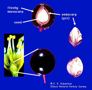 [FMP-field: image]