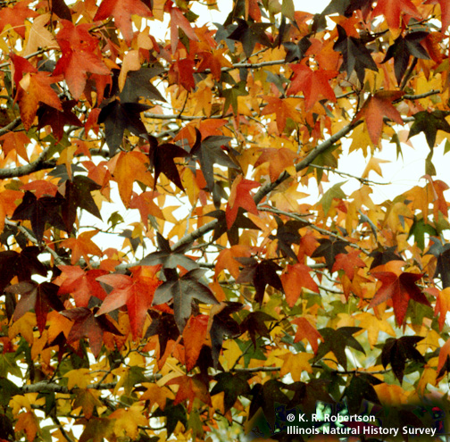 [FMP-field: image]