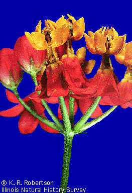 [FMP-field: image]