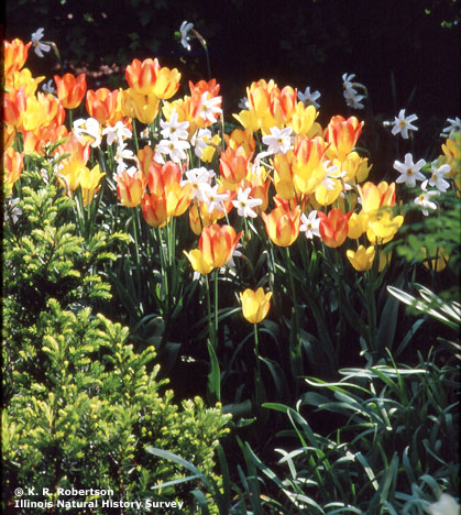 [FMP-field: image]