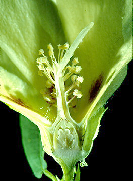 [FMP-field: image]