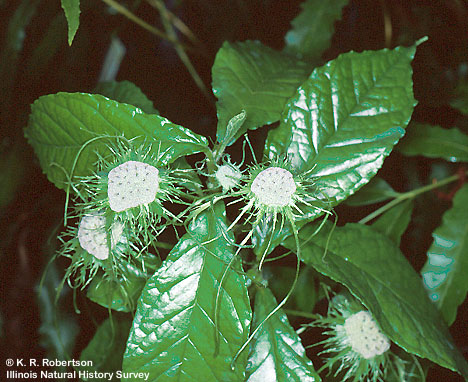 [FMP-field: image]