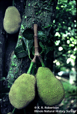 [FMP-field: image]