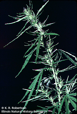[FMP-field: image]