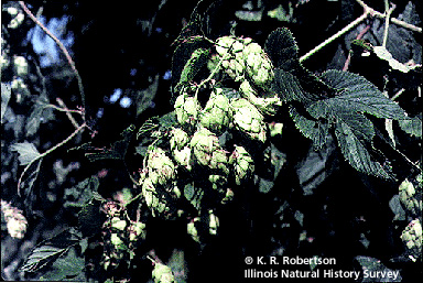 [FMP-field: image]