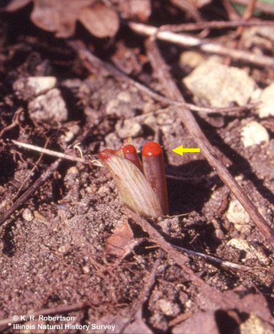 [FMP-field: image]