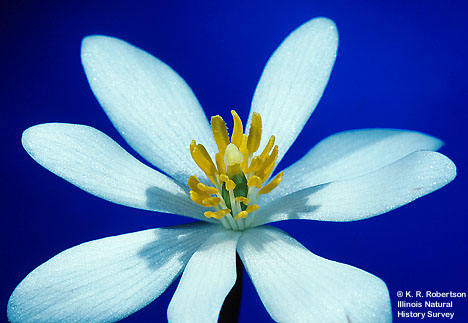 [FMP-field: image]