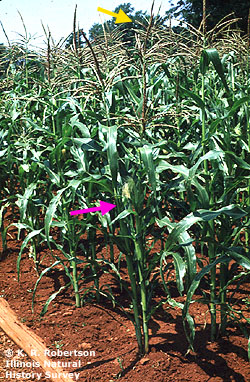 [FMP-field: image]