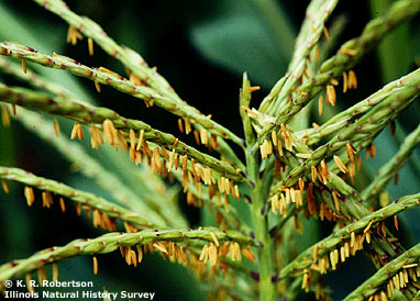 [FMP-field: image]