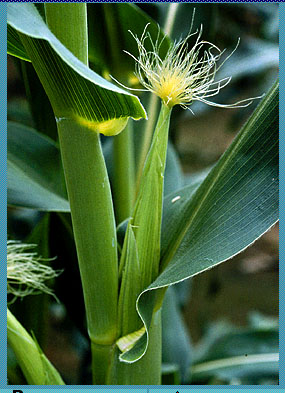 [FMP-field: image]