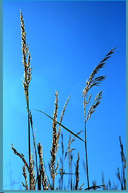 [FMP-field: image]