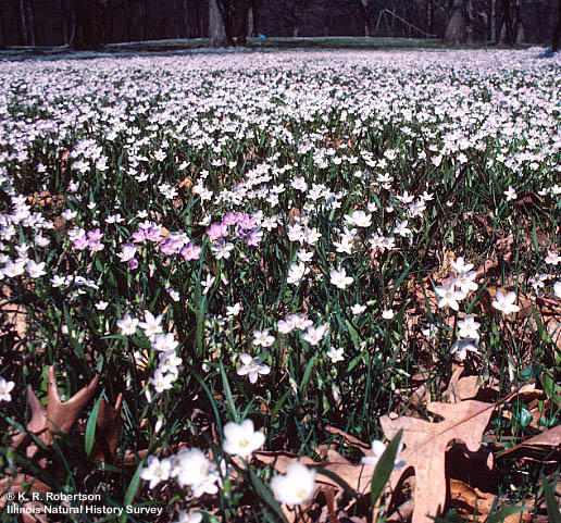 [FMP-field: image]